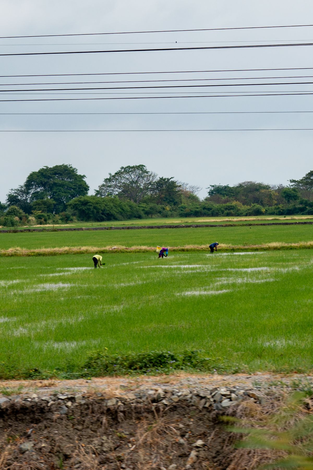 Arrozales de la zona rural del Guayas